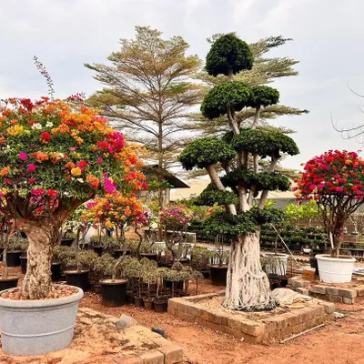 A view of my nursery showcasing a variety of large ornamental plants, including a vibrant multi-colored Bougainvillea and a mature Ficus bonsai.
