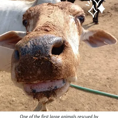 Meet Bheema, the grand old-man of CUPA! Rescued as a 3-day-old calf, he was hand-raised by our staff and has grown into a wise and gentle bull. He's now looking for passive adopters to sponsor his care.