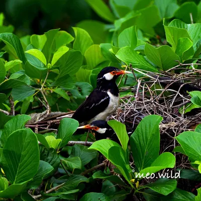 I spotted this pair of Indian Pied Mynas building a nest right outside my balcony. It's a privilege to watch and document the domestic life of these resourceful city birds.