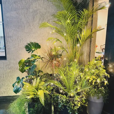 I love making entrances that feel special. For this Lonavala bungalow, I created a lush green corner with a mix of tropical plants like Areca Palm and Monstera, adding fairy lights to give it a magical glow at night.