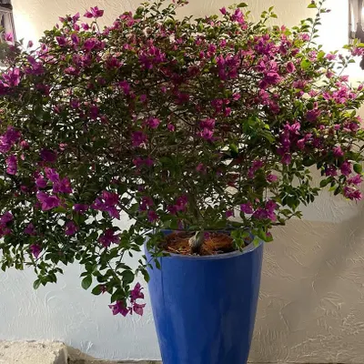 A stunning, full bougainvillea in a vibrant blue ceramic pot. The contrast between the pink flowers and the blue planter creates a powerful visual focal point.