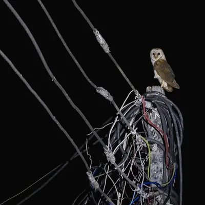 A Barn Owl perches on a tangle of electrical wires, a common sight for those who know where to look in Gurgaon's urban landscape.