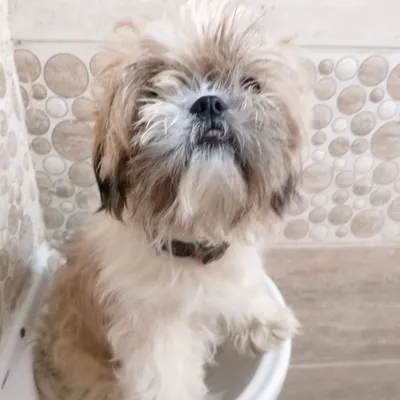 A Shih Tzu with a very overgrown and messy coat before its grooming appointment. This is a common starting point for many of my sessions.