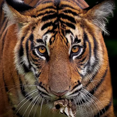 An incredibly intense close-up of a tiger after a meal. The raw power in its eyes and the remnants of its kill create a captivating portrait that speaks to the fundamental nature of the predator.