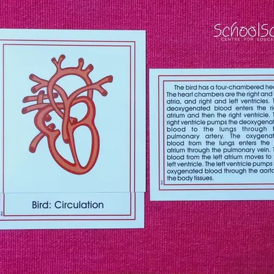 These zoology nomenclature cards show the four-chambered heart of a bird. They do more than teach vocabulary; they help children see patterns in nature and connect details to the grand story of evolution.