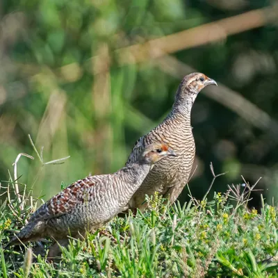 "Chalo saath bhatakte hain..." A Grey Francolin pair exploring their territory together. Though elusive, they can be quite photogenic when they feel safe.