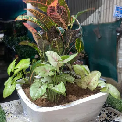 A custom arrangement in a white boat-shaped planter, combining a colorful Croton with a Syngonium. I can create mixed planters based on your preferences.