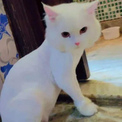 A fresh haircut for a Persian cat. This trim helps prevent matting and reduces shedding, making your cat more comfortable.