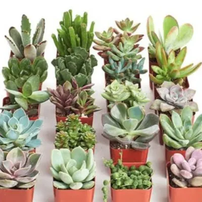 We offer a wide variety of beautiful and low-maintenance succulent plants. They are perfect for adding a touch of green to desks, windowsills, or as part of a larger arrangement.