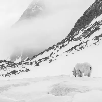 A polar bear in its vast environment. I chose a wide-angle lens here to show the scale of the Arctic landscape, with the storm building over the mountains, to emphasize the pristine but fragile nature of this ecosystem.