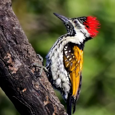 The Black-rumped Flameback, a truly stunning woodpecker found in Delhi-NCR. Its combination of a fiery red crest, golden back, and black-and-white patterns makes it a spectacular subject.