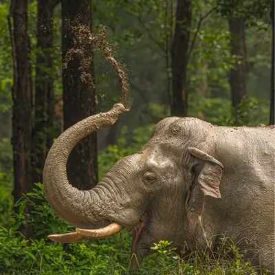 This magnificent elephant showering itself with earth is a perfect moment of natural behavior. To freeze such fleeting action, I used my Sony Alpha 1's 30 fps burst mode, capturing the dust mid-air with perfect sharpness.