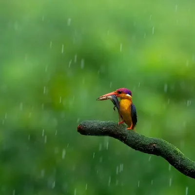 The Jewel of the Konkan, an Oriental Dwarf Kingfisher, with rain frozen in time by a fast shutter speed. On my birding workshops, I explain how to manipulate settings to tell different visual stories.