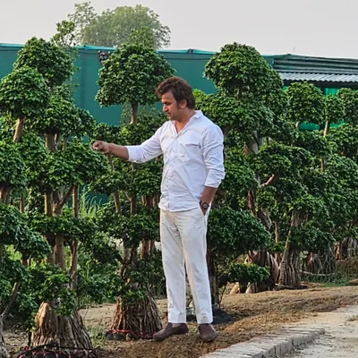 Here I am at my nursery with a collection of large, mature Ficus bonsai trees. This shows the scale and quality of the plants I cultivate and care for.