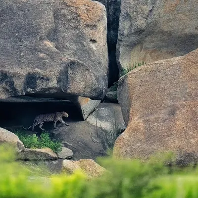 A leopard patrols the raw, geometric granite hills of Jawai. This is a landscape where the rocks are as much a part of the story as the cat itself.