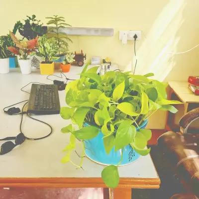 A simple way to make your workspace greener. This money plant in a bright ceramic pot is a great example of our office plant solutions. We provide plants that are easy to care for and perfect for indoor settings.