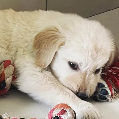 Welcome, little Leo. This Golden Retriever puppy was just 38 days old when he came for his first sleepover. We gave him a cozy spot and a rope toy to help him feel secure.