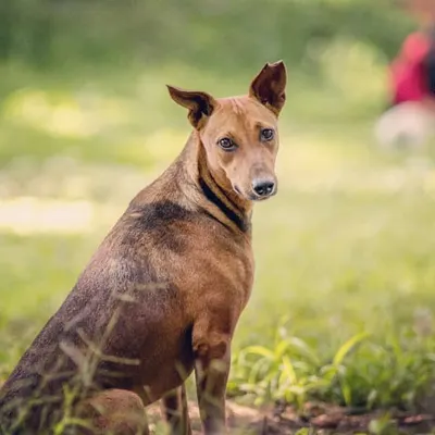 This street dog in Cubbon Park looked right at me for a second, and I was able to get this shot. I like how it looks like a formal portrait, capturing the alert and curious expression of a city animal.