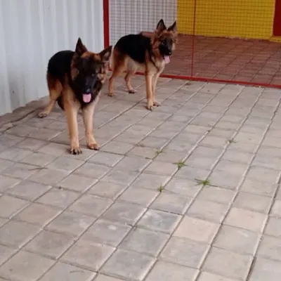 Two handsome German Shepherds enjoying some downtime. Our spacious, clean, and secure indoor areas are perfect for relaxing after playtime.