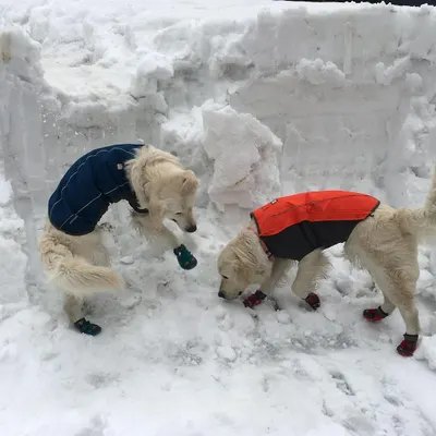Our first time experiencing heavy snow in Himachal. The dogs are wearing jackets and booties, essential gear for protecting them from the cold and rough terrain.