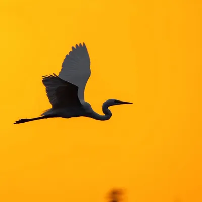 A perfect silhouette of a Great Egret flying against a fiery orange sunset. Learning to expose for the sky is key to creating such dramatic and artistic images.