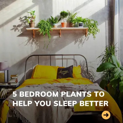 The right plants in your bedroom can genuinely help you sleep better by purifying the air and creating a tranquil environment. I can recommend specific plants like Snake Plants and Peace Lilies to turn your bedroom into a restful oasis.