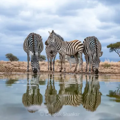 In the simplicity of the wild, happiness is complete. This moment at the waterhole, with the zebras and their perfect reflections, is a beautiful example of nature's own art.