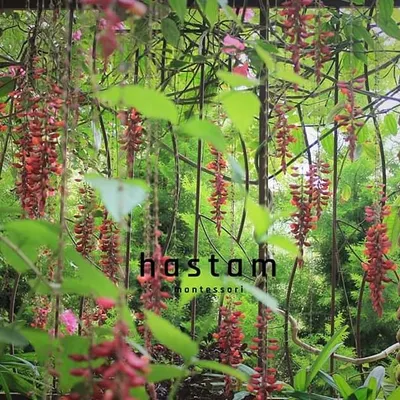 Our name, Hastam, is nestled among the beautiful flowering vines of our campus. We believe that a child's learning environment should be as beautiful and inspiring as the natural world, fostering a sense of peace and wonder.