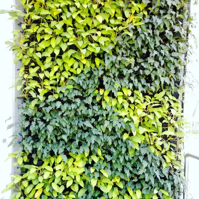 A vertical garden showcasing a checkerboard pattern using just two plant varieties: the dark green English Ivy and the vibrant Philodendron Ceylon Golden. This demonstrates how simple combinations can create striking visual effects.