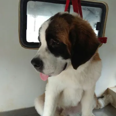 We also groom gentle giants like this adorable St. Bernard. Our mobile unit is spacious enough to comfortably accommodate large breeds for their bath and grooming needs.