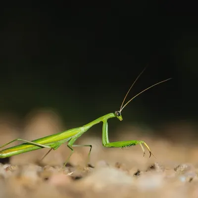 A praying mantis on the move at night. These formidable micro-predators are a common and fascinating subject on our macro walks.