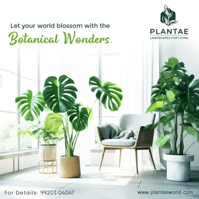 A beautiful Monstera Deliciosa and a Fiddle Leaf Fig tree instantly elevate this bright, airy room. We select iconic indoor plants like these to act as living sculptures, adding a touch of botanical elegance to your home.