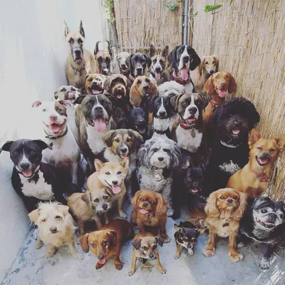 Welcome to the Life of Pet family. This group photo showcases the incredible diversity of dogs we care for every day, from Pugs and Beagles to Great Danes and Pitbulls. Every dog is treated with individual attention and care.