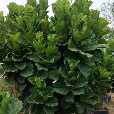 A large, bushy Fiddle Leaf Fig (Ficus lyrata) with huge, vibrant green leaves. This is a very popular and stylish indoor tree that makes a bold statement in any room.