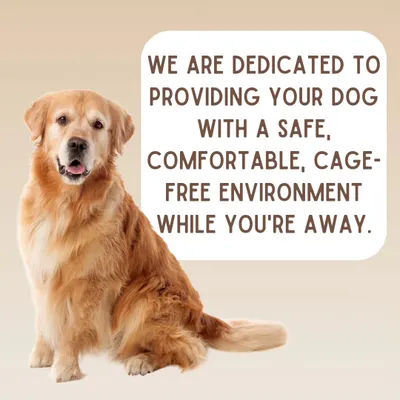 This is our simple promise. A safe, comfortable, and completely cage-free environment where your dog is treated with understanding and respect. We focus on what dogs truly need: structure, exercise, and a healthy social life.