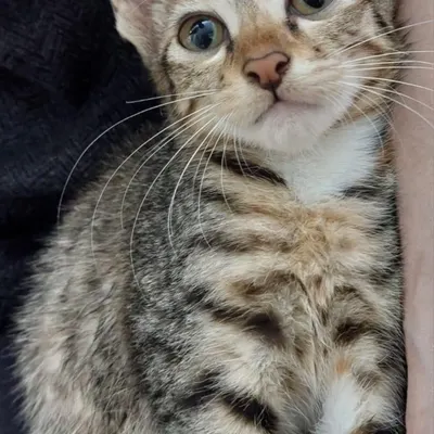 A close-up of a beautiful 3-month-old grey tabby kitten. This little one is part of a group of siblings looking for a home in CV Raman Nagar.