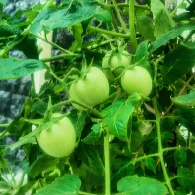 Unripe green tomatoes growing plump on the vine in one of our urban terrace gardens. Growing your own tomatoes means you can harvest them at peak ripeness for unmatched flavor, free from any harmful chemicals.