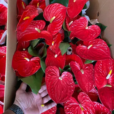 A close-up of a fresh, vibrant red Anthurium flower from my stock. The rich color and heart shape make it a very popular plant for gifting and home decor.