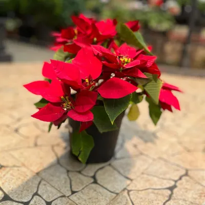Nothing says Christmas like a classic red Poinsettia. We have beautiful, healthy plants with 5 and 6 heads, perfect for decking out your space for the holidays.