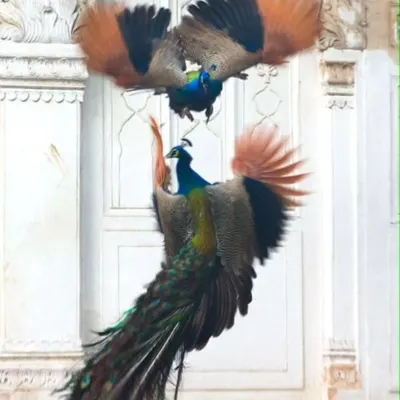 This mid-air clash between two peacocks reminds me of a great sporting duel. It is a fight for territory, for the right to display and win a mate. Observing these powerful encounters allows me to write about the raw competition and instinct that drives the natural world.