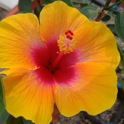 This stunning yellow and red hibiscus is also grown hydroponically. It shows that with the right care, you can grow almost anything.