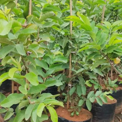A young Guava tree in a nursery bag, already starting to bear small fruits. I provide healthy, grafted fruit trees that produce quickly.