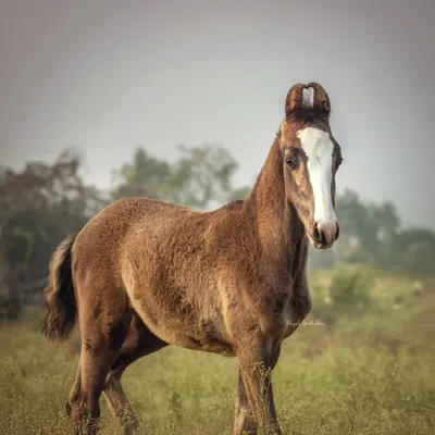 A portrait of a young Kathiawadi colt, showcasing the breed's unique heart-shaped, curling ears. My passion lies in documenting the heritage and distinct beauty of indigenous Indian horse breeds.