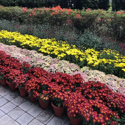 Guldavari, or Chrysanthemums, come in an amazing variety of colors. Here you can see rows of red, pink, yellow, and white flowers ready to be placed in a garden for an instant burst of color.