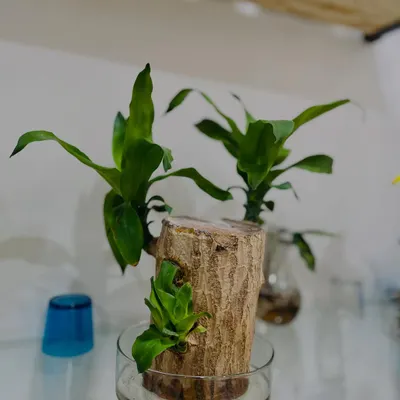 This is a unique Brazilwood plant set up to grow hydroponically. It's a beautiful and unusual piece of living decor for a desk or shelf.