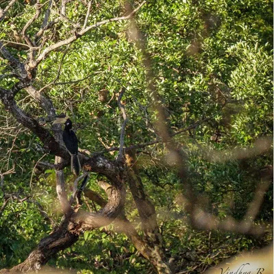 A magnificent Malabar Pied Hornbill spotted in the forests of Dandeli. This area is a paradise for bird watchers, and I guide you to the best spots to see them.