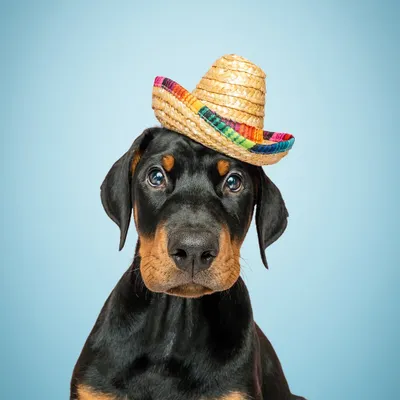 Meet Bali, a 3-month-old Doberman with the sweetest puppy-dog eyes! A little patience and a fun prop like this tiny sombrero are all you need to capture some puppy magic in the studio.