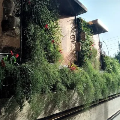 A lush, cascading green wall installed on the exterior of a modern home in Noida. I used a variety of ferns and trailing plants to create a rich texture and a waterfall of greenery.