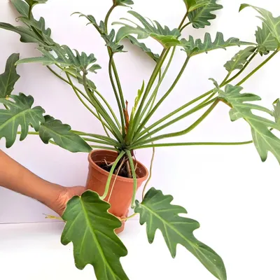 The Philodendron Xanadu is a fantastic choice for adding lush, tropical texture. Its deeply lobed leaves create a full, dramatic effect, and it's a relatively easy-care plant for bright, indirect light conditions.