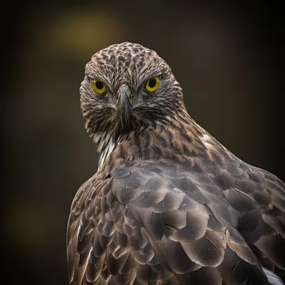 The intense, direct gaze of a Crested Serpent Eagle. When a bird of prey looks at you like this, you feel a deep connection to its wild spirit. I used a dark background to make its piercing yellow eyes the absolute focus of the portrait.